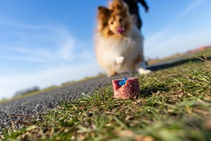 Gyvūnų nuodytojams pasiuntė žinią, kad lengvai neišsisuks: gresia ir kalėjimas