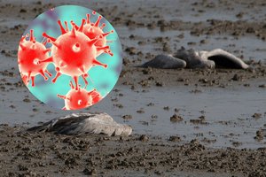 Mokslininkų nerimą sukėlė it musės krintantys paukščiai: perspėja, kad žmonėms mirtinas virusas gali sukelti naują pandemiją