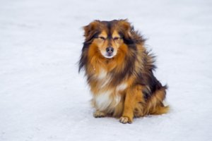 Kilus muštynėms tarp šunų šeimininkių, viena jų įkando kitai: augintiniai kovą tik stebėjo