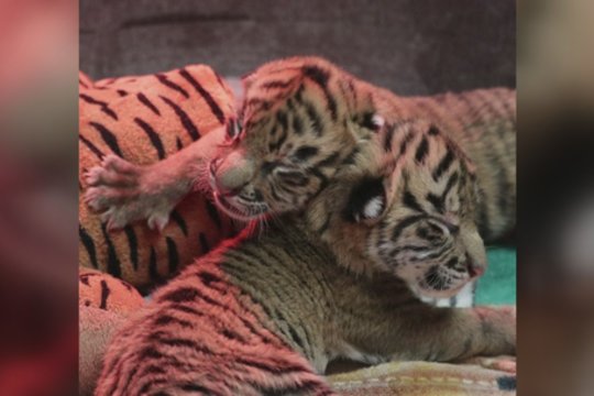 Šventė Dalaso zoologijos sode: nykstančios rūšies Sumatros tigrė pagimdė du jauniklius