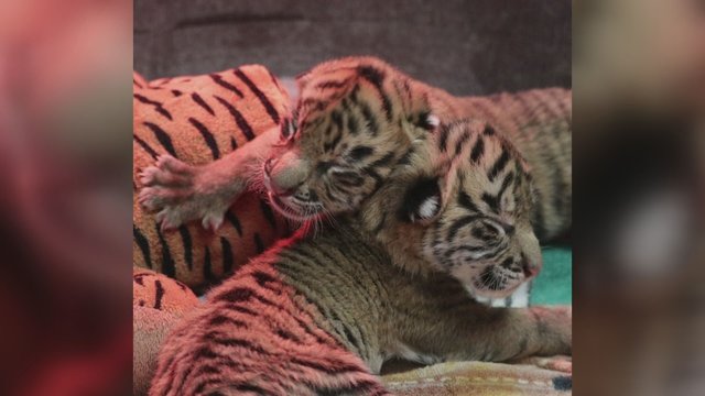 Šventė Dalaso zoologijos sode: nykstančios rūšies Sumatros tigrė pagimdė du jauniklius