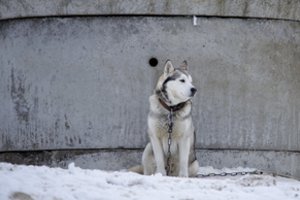 Šunų, kačių ir šeškų ženklinimo išlaidos bus kompensuojamos – nuspręsta, kam, kiek ir už ką