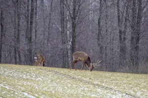 Brakonieriui už kilpomis sugautą elnio patiną gresia susimokėti beveik 8 tūkst. eurų