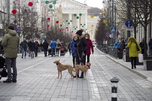 Šventės gali būti pavojingos gyvūnų sveikatai: kaip to išvengti?