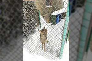 Gyventojus stebino po Kretingą klaidžiojusi stirna: pasakė, ką reikėtų daryti praeiviams