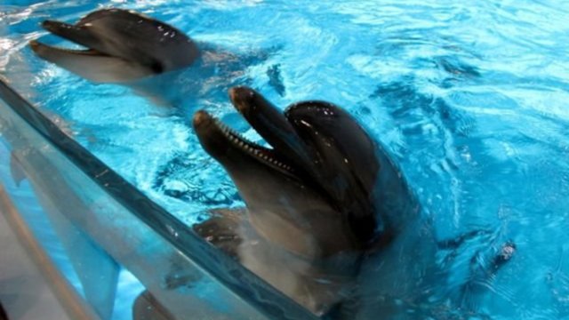 Šventiniu laikotarpiu į delfinariumą suplūdo žmonės: delfinai dovanojo išskirtinę naujametinę pasaką