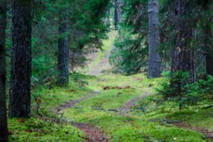 NŽT specialistai ieško galimybių spartinti miškų įveisimą