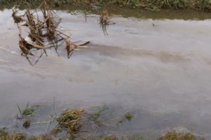 Pakruojo aplinkosaugininkai sustabdė taršą upelyje Radviliškio rajone