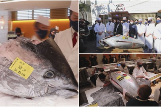 Kasmetiniame festivalyje parduotas 211 kg svėręs tunas: klientas paklojo per 128 tūkst. eurų