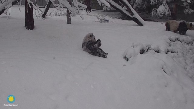 Vašingtone iškritęs sniegas ne visiems sukėlė problemų: pamatykite, ko griebėsi pandos jauniklis