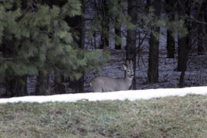 Bandžiusiam pasprukti medžiotojui už neteisėtai sumedžiotą stirniną gresia tūkstantinės baudos ir prarasti automobilį