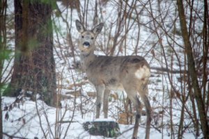 Tinklinėje tvoroje įstrigusios stirnos išgelbėti nepavyko: medžiotojams gyvūno kančias teko nutraukti
