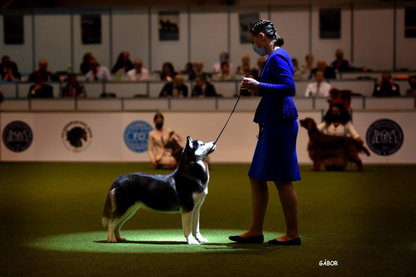  Atstovauti Lietuvos jauniesiems vedliams 2021 m. Europos šunų čempionate Budapešte buvo patikėta Vilniaus Žemynos gimnazijos moksleivei Austėjai Šulcaitei.<br> Gabor nuotr.
