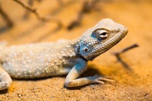 Mokslininkai ištyrė, kuo maitinasi karščiausioje pasaulio vietoje gyvenantys driežai