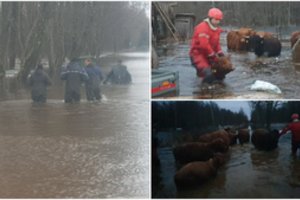 Neeilinė operacija: gelbėtojai Šilutės rajone traukė skęstančius galvijus
