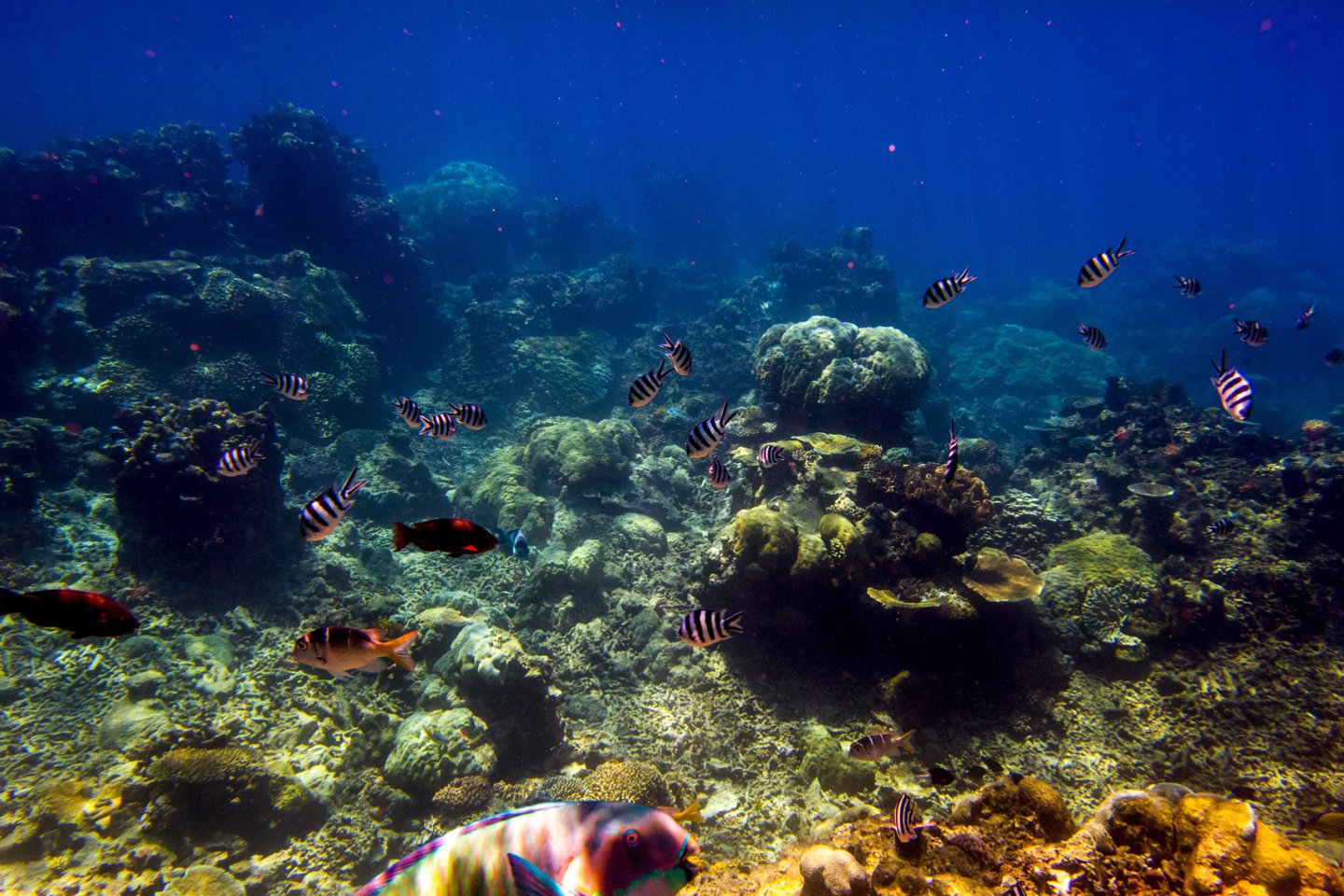 Atokios vandenyno vietos nėra saugios užuovėjos bioįvairovei.<br>V.Ščiavinsko nuotr.