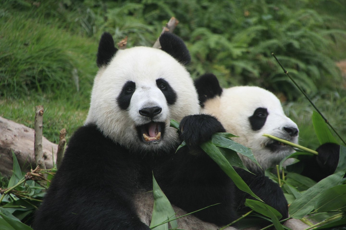 Kinija skelbia, kad didžioji panda nebėra nykstantis gyvūnas.<br>123rf nuotr.