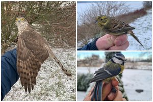 Darbinga metų pradžia Ventės rage: pirmą kartą šiais metais sužieduoti pavyko net tris paukščius