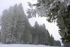 Aplinkos ministerija skelbia paskutinio Nacionalinio miškų susitarimo etapo pradžią