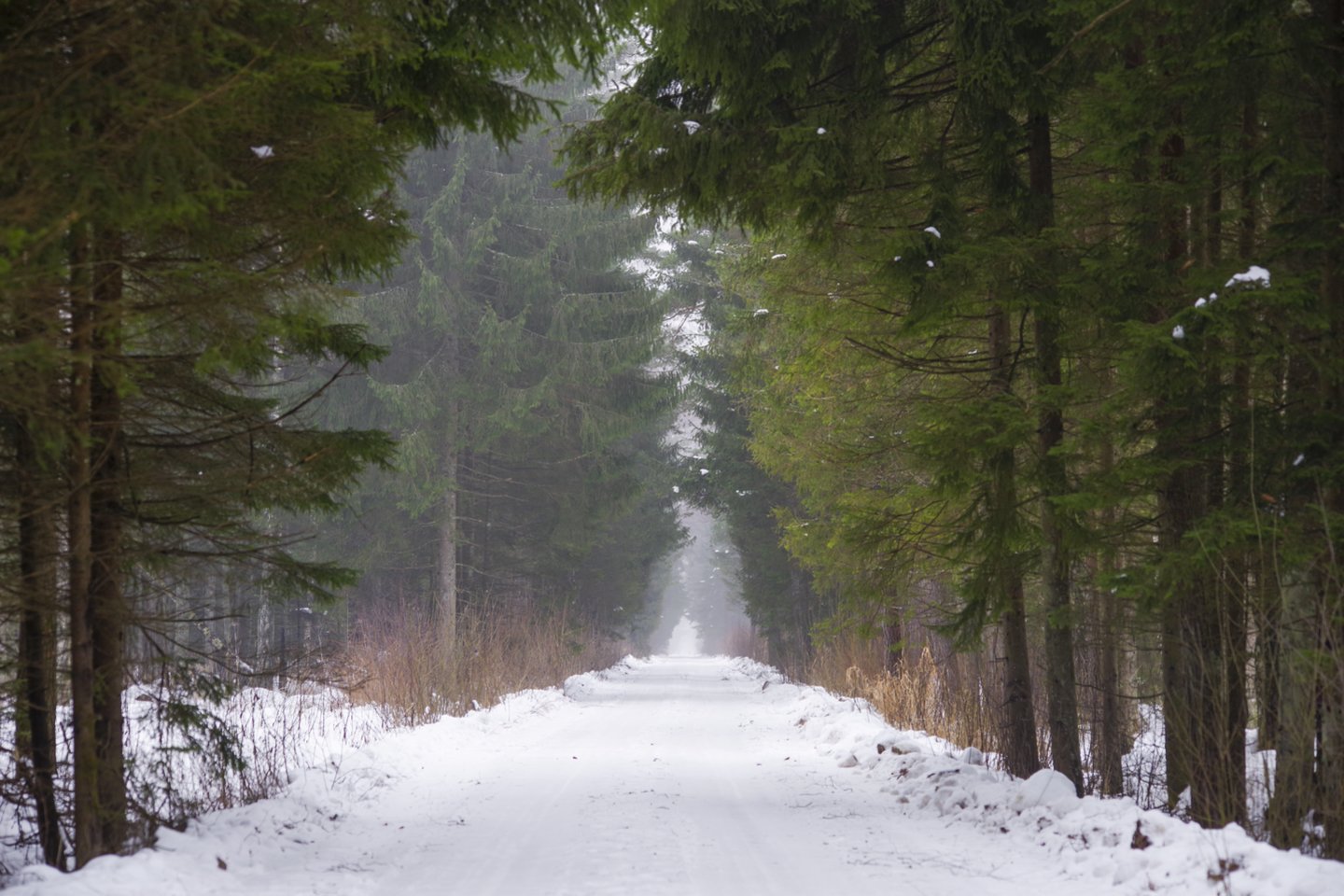 ​Praėjusių metų pavasarį prasidėjęs susitarimo dėl Lietuvos miškų procesas pereina į paskutinį etapą.<br>V.Ščiavinsko nuotr.