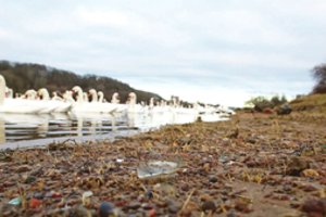 Kaune žiemojančioms gulbėms gresia pavojus: kas surinks Nemuno dugną nusėjusias stiklo šukes?