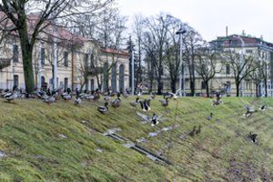 Paukščių lesintojai patarimų neklauso: žmonių pomėgiai sparnuočiams gali kainuoti gyvybę