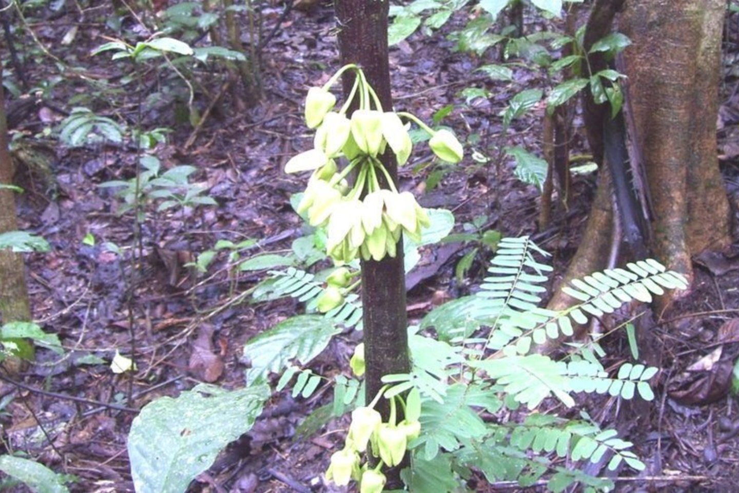 L.Dicaprio vardu pavadintas augalas. <br>L. Mackinnon nuotr. 