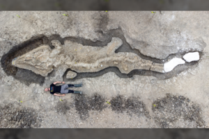 Rastas didžiausias šalyje „jūrų drakonas“