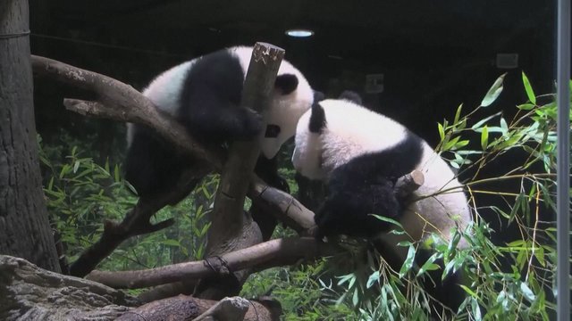 Laimėjusiems loteriją – išskirtinė galimybė Tokijuje susipažinti su pandos jaunikliais: jais grožėtis leis vos minutę