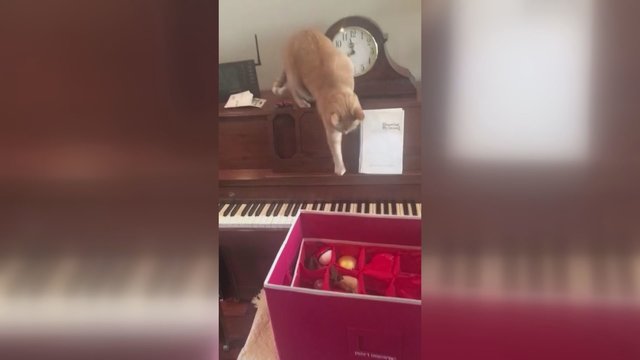 Kylanti žvaigždė muzikos padangėje: pianinu grojantį katiną internautai prilygino net L. van Bethovenui