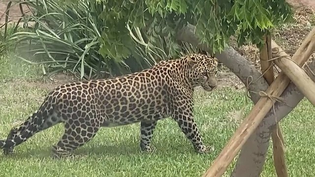 Peru zoologijos sode – sensacija: lankytojų dėmesį patraukė du nykstantys leopardai