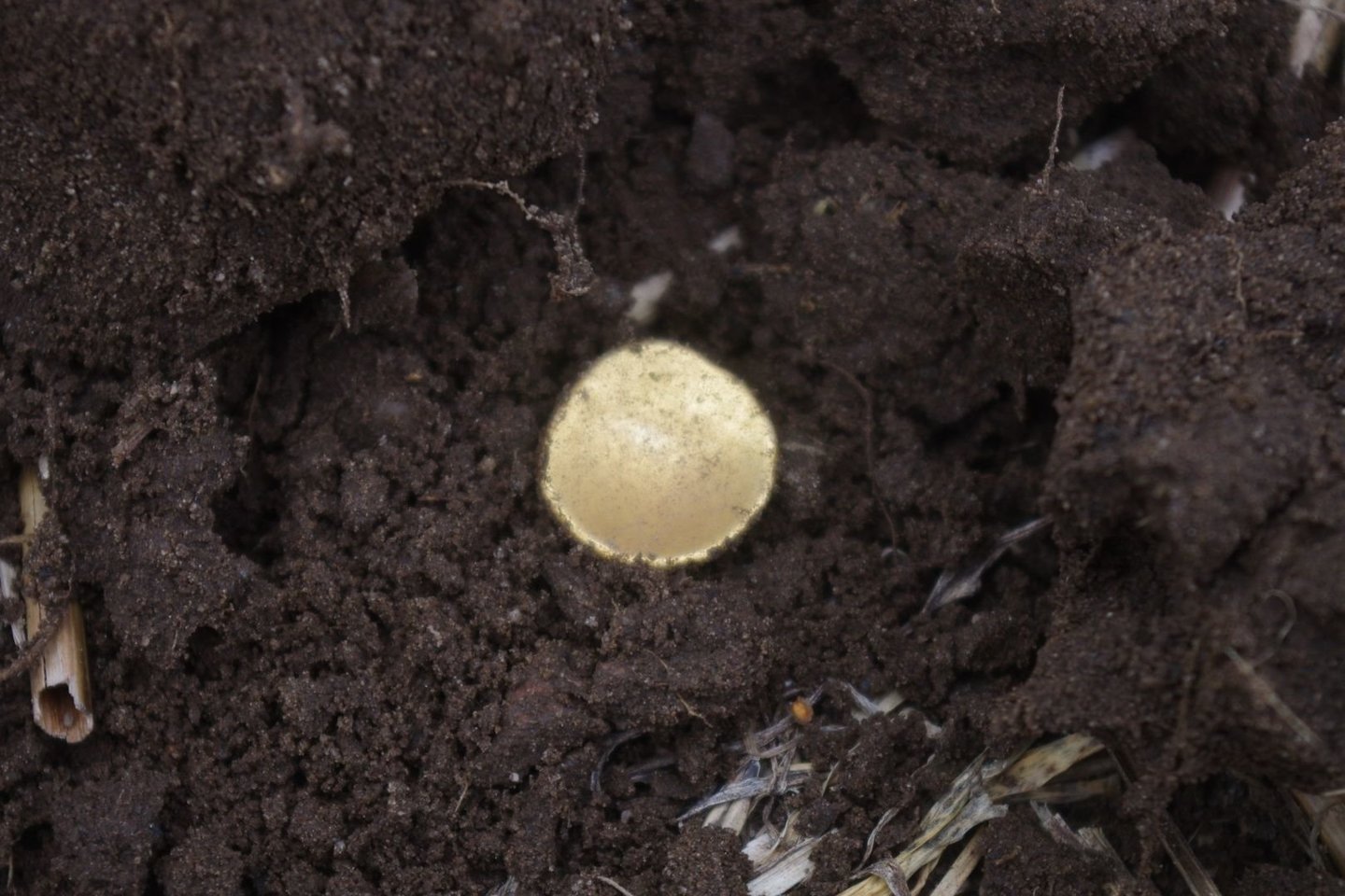   Rasta pirmoji moneta priminė nedidelio alkoholio buteliuko dangtelį. Tačiau tai buvo keltų auksinė moneta.<br> W. Herkto nuotr.