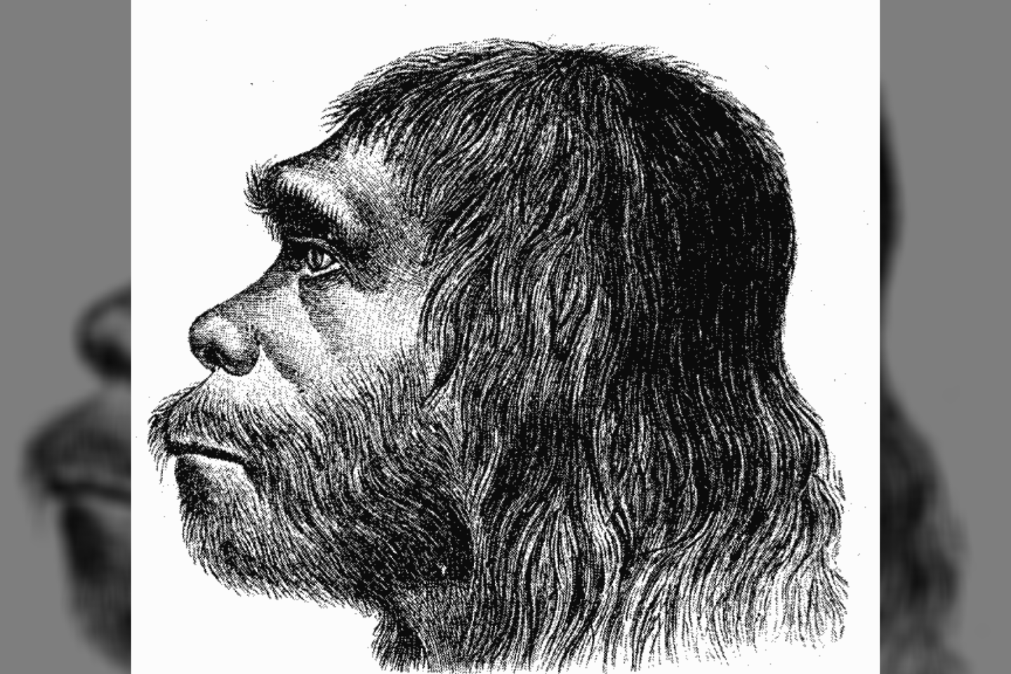  Teigiama, kad rs10774671 G variantas šiandien pastebimas ir afrikiečiačiuose, ir europiečiuose „dėl to, kad jį paveldėjo iš protėvių populiacijos, bendros ir šiuolaikiniams žmonėms, ir neandertaliečiams.<br> Wikimedia Commons.