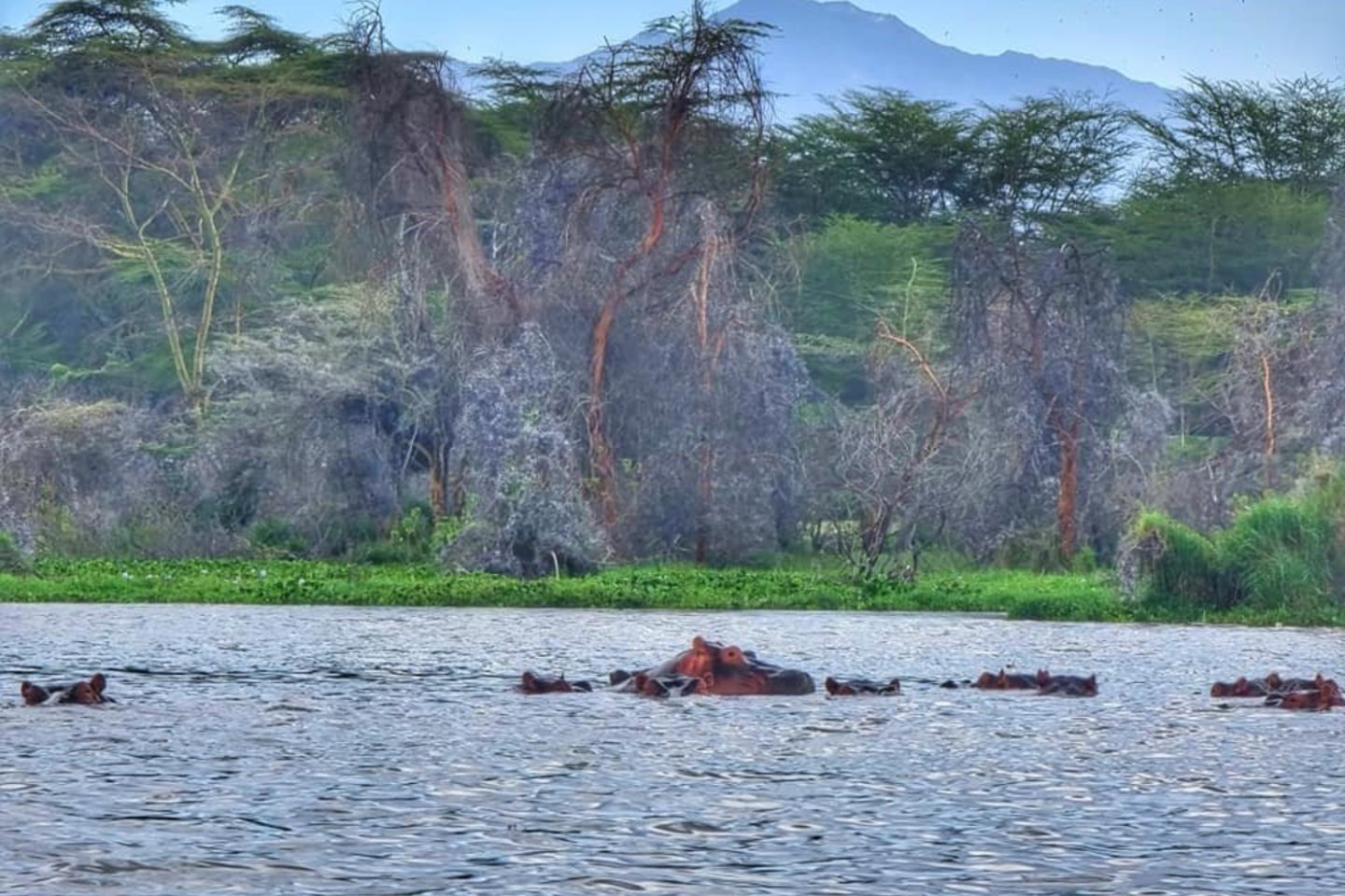 Kenija, šalia Nakuru ežero. <br>Asm. archyvo nuotr. 