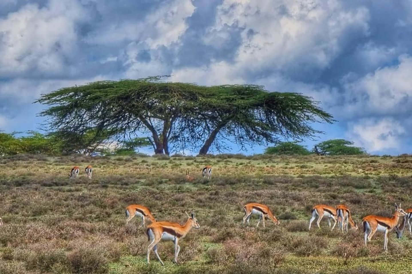 Kenija, šalia Nakuru ežero. <br>Asm. archyvo nuotr. 