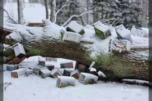 Rokiškio dvaro parke – netektis: stiprus vėjas išvertė inkilėliais nukabinėtą ąžuolą
