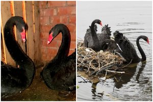 Juodajai našlei surado guodėją: liūdesiui numalšinti nupirko našlį gulbiną