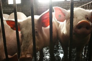 Briuselyje sulaukta palaikymo dėl Kinijos veiksmų ir sunkumų kiaulininkystės sektoriuje