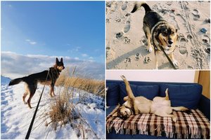 Šeimininkės netekusi Stirna laikinai glaudžiasi Klaipėdoje, tačiau jai reikia tikrų namų