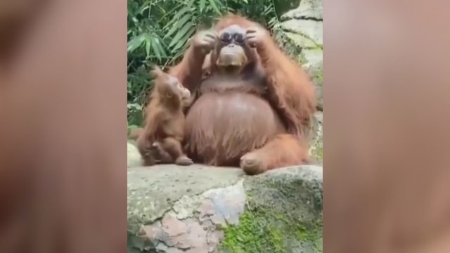 Puošiasi ne tik žmonės: orangutanė nė nesuabejojo, ką daryti su rastais saulės akiniais