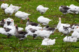 Dėl išmokų stambiesiems ūkininkams ribojimo – naujas signalas