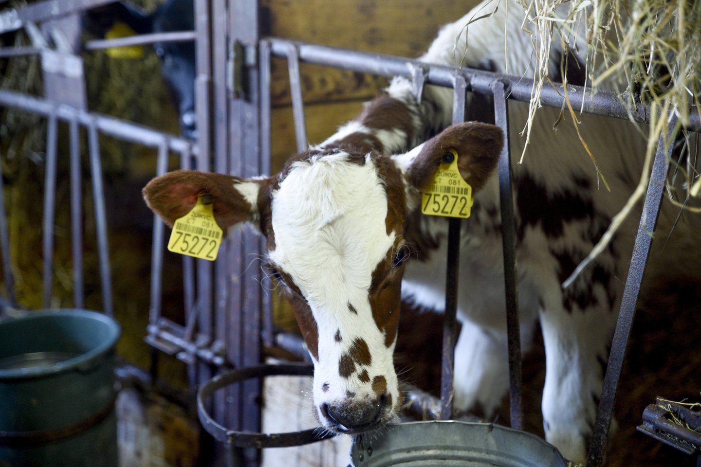 Vidutinė natūralaus pieno supirkimo kaina stambiesiems ūkiams mūsų šalyje praėjusį gruodį gerokai viršijo Bendrijos vidurkį ir pasiekė 466,62 eurus už toną.<br>V.Ščiavinsko nuotr.