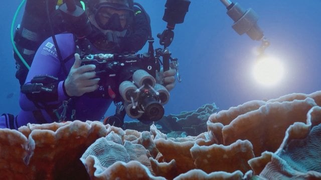 Prie Taičio krantų rastas neįprastas koralinis rifas: mokslininkai sutrikę – radinys kelia klausimų