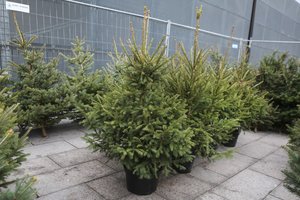 Kalėdinės eglutės šildo ir po švenčių: surinkti medeliai virsta ekologišku biokuru 