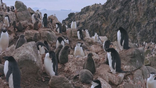 Mokslininkai tiria, kaip klimato kaita veikia pingvinų populiaciją Antarktidoje: kai kurioms rūšims šiluma net patinka