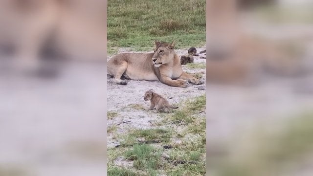 Mielas vaizdo įrašas nepaliks abejingų: internautų širdis suvirpino liūto jauniklio riaumojimas