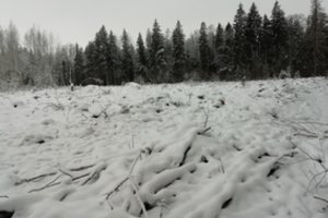 Už neteisėtai iškirstą mišką Kelmės rajone teks atlyginti iki 26 tūkst. eurų