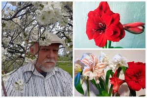 Meilenių augintojo V. Pračkailos palangės džiugina ne tik namiškių, bet ir kaimynų akis: atskleidė auginimo paslaptis