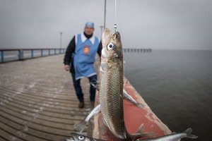Artėja stintautojų festivalis: azartiškiausieji jau ruošia meškeres