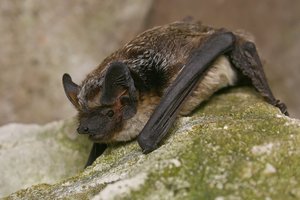 Apie šiuos kaimynus žino ne visi: ką daryti, jei į namus įskrido šikšnosparnis